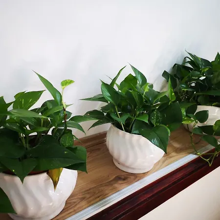 Hoke Lakas 公寓 索普隆