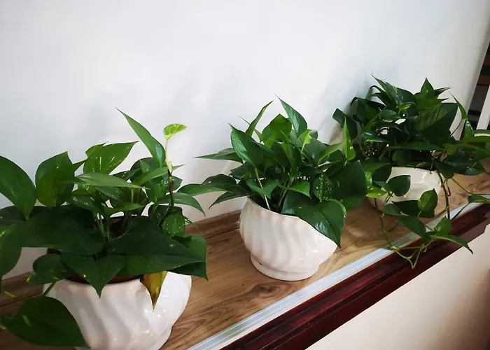 Hoke Lakas דירה סופרון